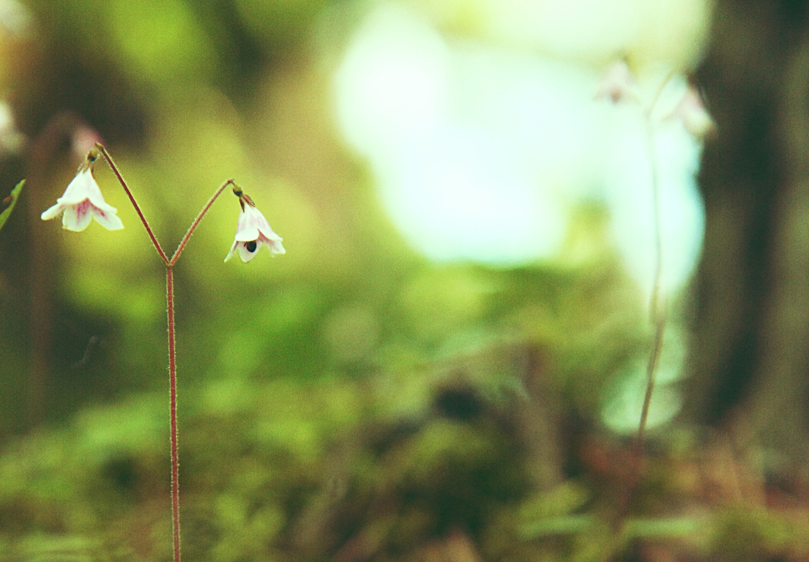 Lassi Palmujoki: Lyhtypylväitä Kotikeontien varrelta Lassi Palmujoki: Lyhtypylväitä Kotikeontien varrelta